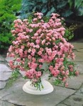 3 rosier fairy.jpg