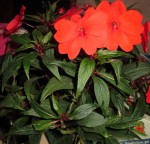 Voici ces deux plantes