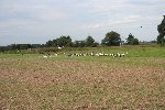 IMG_6708 cigogne.jpg