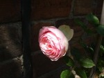 DSC00916.jpg