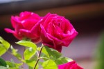 IMGP0243.jpg