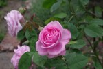 IMGP5120.jpg