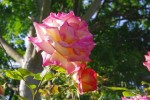 IMGP5475.jpg