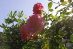IMGP5479.jpg