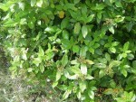 3ème plante (2).JPG