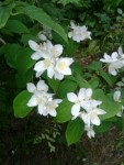 2013-06-21_16.47.48.jpg