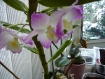 Le dendrobium (4 ans) qui refleurit obstinément !