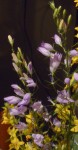 P1070473-1.jpg