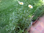 DSCN4090 web.jpg