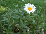 DSCN4091 web.jpg