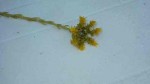 plante jaune 2 réduite.jpg