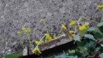plante jaune réduite.jpg
