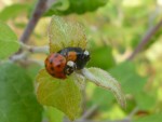 coccinelles 5.jpg