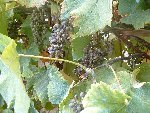 raisin1.jpg