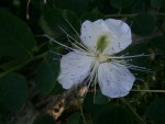 P7100004.JPG