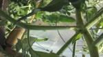 insectes tomate.jpg