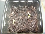 adenium