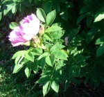 rose.JPG