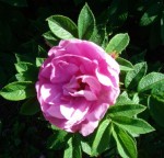 rose 1.JPG