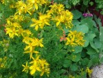 IMG_20130712_134514.jpg