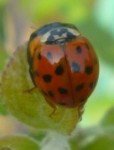 coccinelles 1.jpg