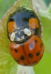 coccinelles 2.jpg