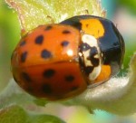 coccinelles 3.jpg