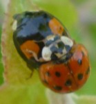 coccinelles 4.jpg