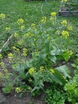 DSC00240.JPG