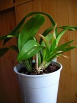 DSCN4614_opt.jpg