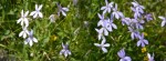 DSC_2931-1.jpg