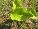 plante inconnue.JPG