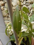 DSC09652.JPG