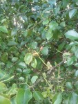 arbre1.JPG