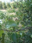 arbre2.JPG