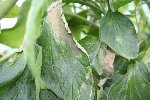 IMG_7957 tomate.jpg