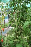 IMG_7958tomate.jpg