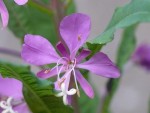 P1260310-1.JPG