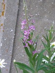P1260311-1.JPG