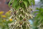 IMG_7974abeille.jpg