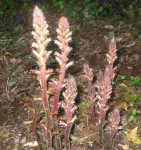 fleur a identifier.jpg