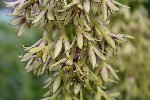IMG_7975abeille.jpg