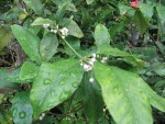 IMG_0945b.jpg