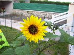 Mon soleil multi fleurs avec ces 1.63cm   comme il fleurit déjà , va t'il encore grandir ?