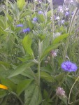 IMG-20130718-00501.jpg