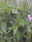 IMG-20130718-00500.jpg