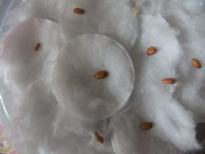 tu remet une couche de coton pas dessus