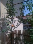 IMG_0161.jpg