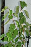 27 Juillet 2008 036.jpg
