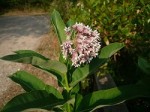P1160016PT3.jpg